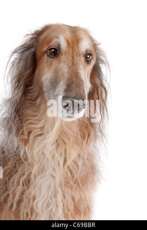 Barsoi oder Russisch Wolfhound, vor einem weißen Hintergrund Stockfoto