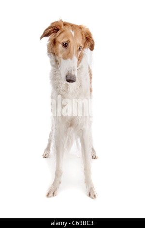 Barsoi oder Russisch Wolfhound, vor einem weißen Hintergrund Stockfoto