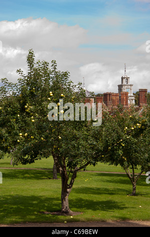 Äpfel auf dem Baum Blickling hall Stockfoto