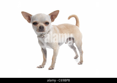 kurzen Haaren Chihuahua vor einem weißen Hintergrund Stockfoto