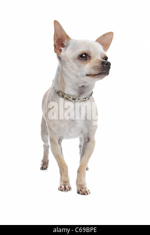 kurzen Haaren Chihuahua vor einem weißen Hintergrund Stockfoto