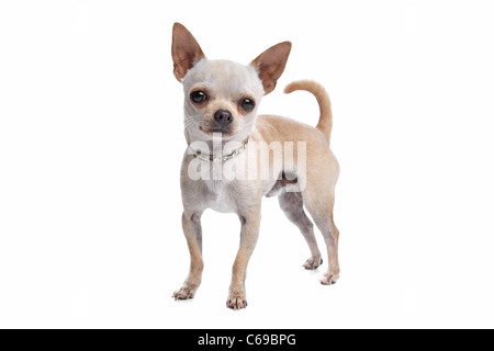 kurzen Haaren Chihuahua vor einem weißen Hintergrund Stockfoto