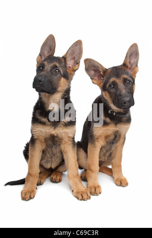 zwei Deutsche Schäferhunde Welpen vor einem weißen Hintergrund Stockfoto