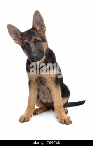 Deutscher Schäferhund Welpen vor einem weißen Hintergrund Stockfoto