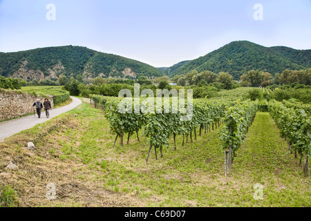 Ein paar Spaziergänge entlang eines Pfades in den Weingärten in der Wachau in Dürnstein, Österreich Stockfoto