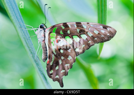 Grün Tailed Jay (Graphium Agamemnon) Stockfoto