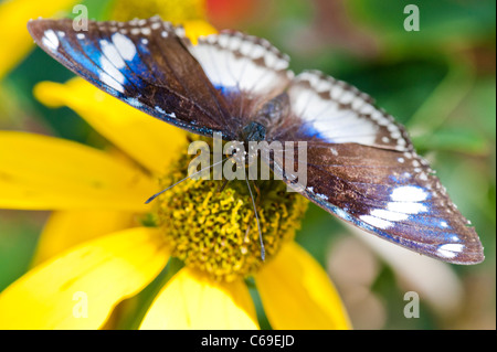 Große Eggfly (Hypolimnas Bolina) auf einer gelben Blume Kegel. Stockfoto