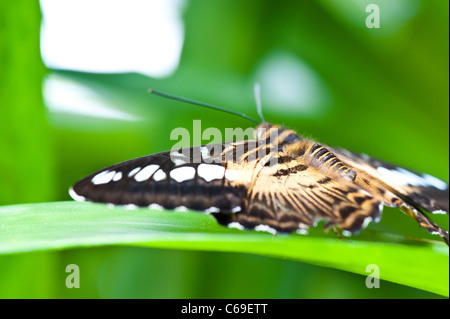 Begrenzte Tiefe des Feldes Makroaufnahme eines Schmetterlings Clipper (Parthenos Sylvia). Stockfoto