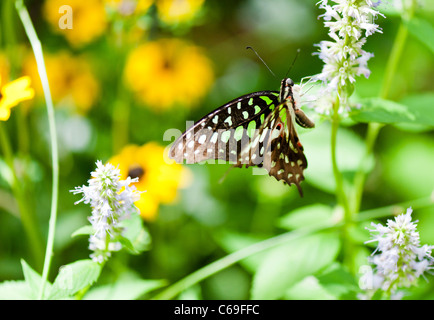 Grün Tailed Jay (Graphium Agamemnon) Stockfoto