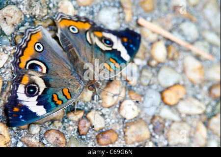 Blaue Stiefmütterchen (Iunonia Orithya) Stockfoto