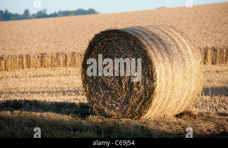 Strohballen in einem Weizenfeld bei der Ernte in der englischen Landschaft Stockfoto