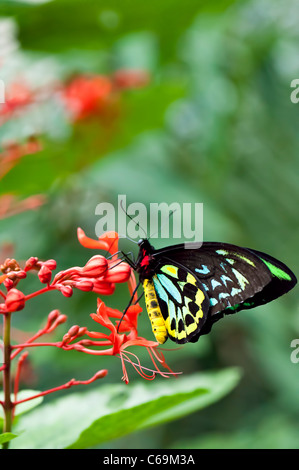 Gemeinsamen grünen Vogelfalter (Ornithoptera Priamus) Stockfoto