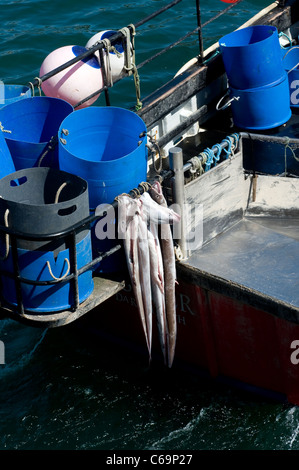 "Conger" oder "Seeaal" ist eine volkstümliche Bezeichnung für eine Reihe von verschiedenen Fischarten, Congridae, Congeraale Stockfoto