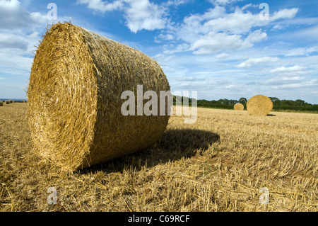 Rundballen Stroh inmitten Weizenfeld in der Nähe von langen Clawson Leicestershire uk mit blauem Himmel Stockfoto