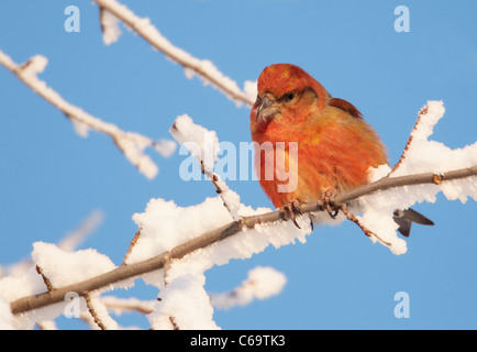 Gemeinsamen Kreuzschnabel, rot Fichtenkreuzschnabel (Loxia Curvirostra). Männlich, thront auf einem verschneiten Zweig. Stockfoto