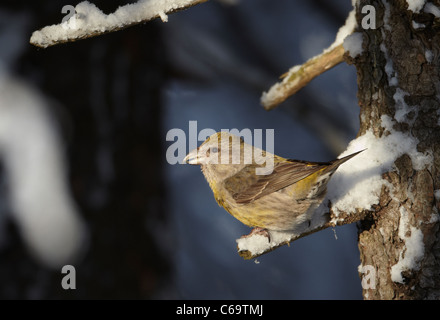 Gemeinsamen Kreuzschnabel, rot Fichtenkreuzschnabel (Loxia Curvirostra). Weiblich, thront auf einem verschneiten Zweig. Stockfoto