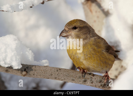 Gemeinsamen Kreuzschnabel, rot Fichtenkreuzschnabel (Loxia Curvirostra). Weiblich, thront auf einem verschneiten Zweig. Stockfoto