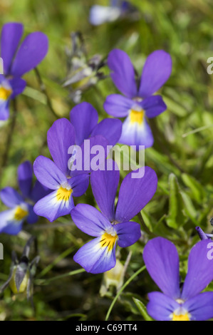 Dünen-Stiefmütterchen oder Sand Stiefmütterchen Ssp Curtisii Stockfoto