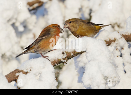 Gemeinsamen Kreuzschnabel, rot Fichtenkreuzschnabel (Loxia Curvirostra). Paar thront in einer verschneiten Fichte. Stockfoto