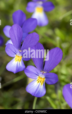Dünen-Stiefmütterchen oder Sand Stiefmütterchen Ssp Curtisii Stockfoto