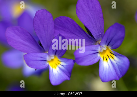 Dünen-Stiefmütterchen oder Sand Stiefmütterchen Ssp Curtisii Stockfoto