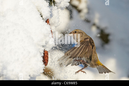 Gemeinsamen Kreuzschnabel, rot Fichtenkreuzschnabel (Loxia Curvirostra). Weibchen auf Nahrungssuche in einem schneebedeckten Fichten. Stockfoto