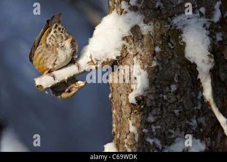 Gemeinsamen Kreuzschnabel, rot Fichtenkreuzschnabel (Loxia Curvirostra). Weibchen aus einem Zweig hängend an die Unterseite zu inspizieren. Stockfoto