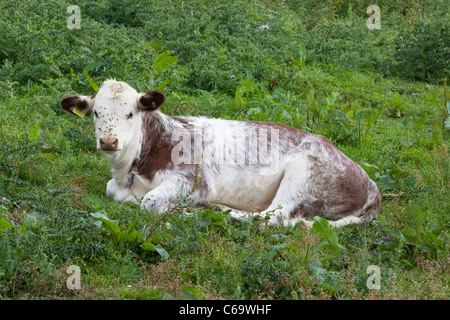 Eine Verlegung in ein Feld Bos Primigenius Kalb Stockfoto