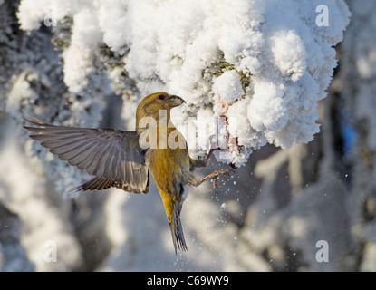 Gemeinsamen Kreuzschnabel, rot Fichtenkreuzschnabel (Loxia Curvirostra). Weibchen auf Nahrungssuche in einem schneebedeckten Fichten. Stockfoto