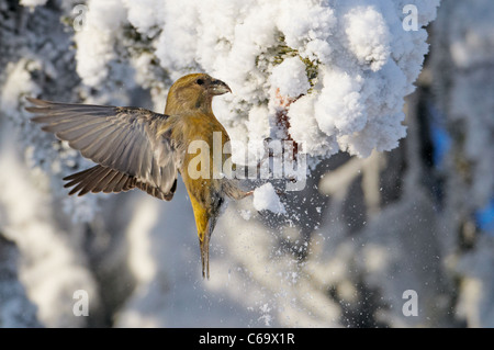 Gemeinsamen Kreuzschnabel, rot Fichtenkreuzschnabel (Loxia Curvirostra). Weibchen auf Nahrungssuche in einem schneebedeckten Fichten. Stockfoto