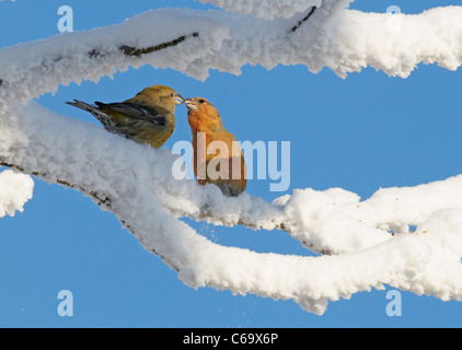 Gemeinsamen Kreuzschnabel, rot Fichtenkreuzschnabel (Loxia Curvirostra). Zarte paar thront auf einem verschneiten Zweig. Stockfoto