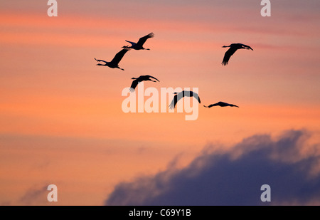 Kranich, eurasische Kranich (Grus Grus), wandernde Herde auf der Flucht vor einem bunten Morgenhimmel zu sehen. Stockfoto