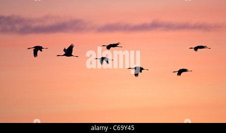 Kranich, eurasische Kranich (Grus Grus), wandernde Herde auf der Flucht vor einem bunten Morgenhimmel zu sehen. Stockfoto