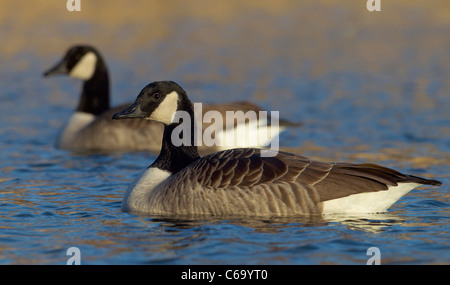 Kanadagans (Branta Canadensis). Zwei Erwachsene auf dem Wasser. Stockfoto