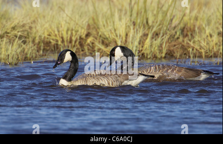 Kanadagans (Branta Canadensis). Paar auf dem Wasser. Stockfoto