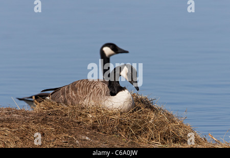 Kanadagans (Branta Canadensis) auf Nest mit wachsamen Partner. Stockfoto