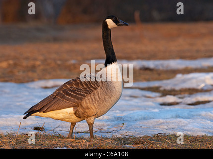 Kanadagans (Branta Canadensis), Erwachsene stehen auf einer Wiese mit Schnee schmelzen. Stockfoto