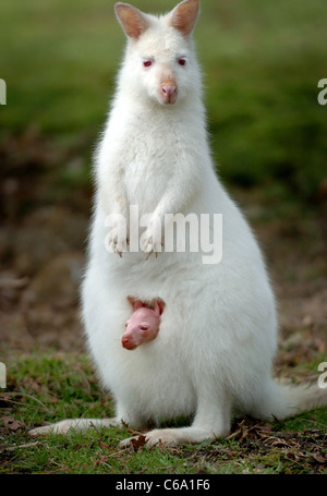 Ein Baby oder joey Wallaby schaut aus der Tasche seiner Mutter heraus, in der Wohnung von Mary Loder, die die Tiere in Leonardslee in Lower Beeding züchtet Stockfoto