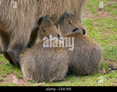 Capybara Mutter füttert junge (Hydrochoerus Hydraochaeris) Stockfoto