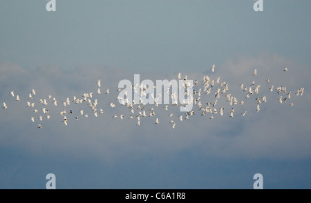 Kuhreiher, Buff-backed Heron (Bubulcus Ibis, Ardeola Ibis). Strömen Sie im Flug. Ungarn Stockfoto