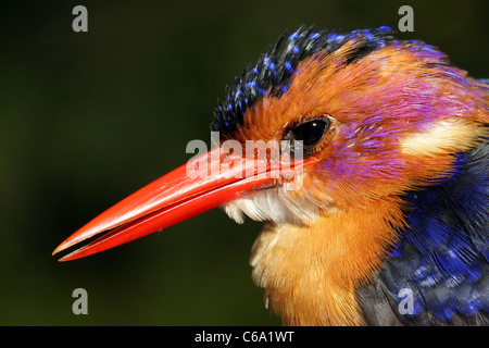 African Pygmy Kingfisher, Ispidina Picta, Äthiopien Stockfoto