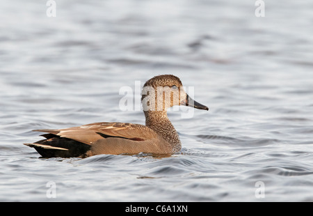 Gadwall (Anas Strepera), Drake auf dem Wasser. Stockfoto