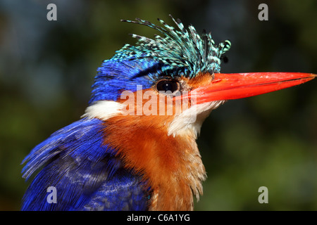 Malachit Kingfisher Alcedo Cristata, Äthiopien Stockfoto