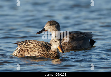 Gadwall (Anas Strepera), ein paar auf dem Wasser. Stockfoto