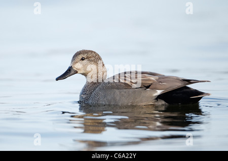 Gadwall (Anas Strepera), Drake auf dem Wasser Stockfoto