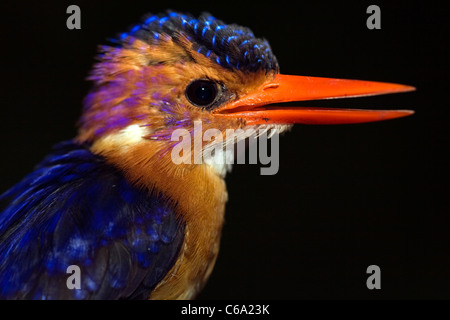 African Pygmy Kingfisher, Ispidina Picta, Äthiopien Stockfoto