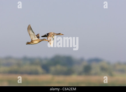 Gadwall (Anas Strepera), paar auf der Flucht. Stockfoto