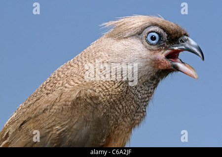 Gesprenkelte Mousebird Colius Striatus, Äthiopien. Stockfoto