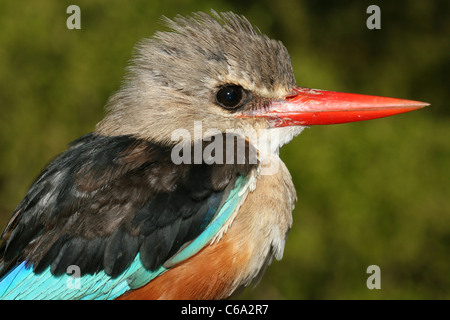 Grey-headed Kingfisher Halcyon Leucocephala, Äthiopien