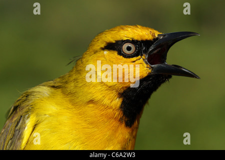 Schwarzhals-Weber Ploceus Nigricollis, Äthiopien Stockfoto